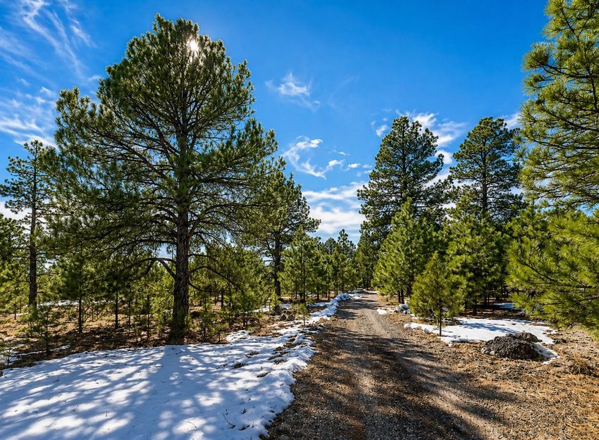 5 acre property for sale in Parks Arizona with ponderosa pine trees and gravel road access near Flagstaff